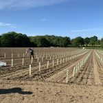 Tanhurst planting 1