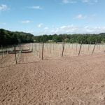 Vineyard