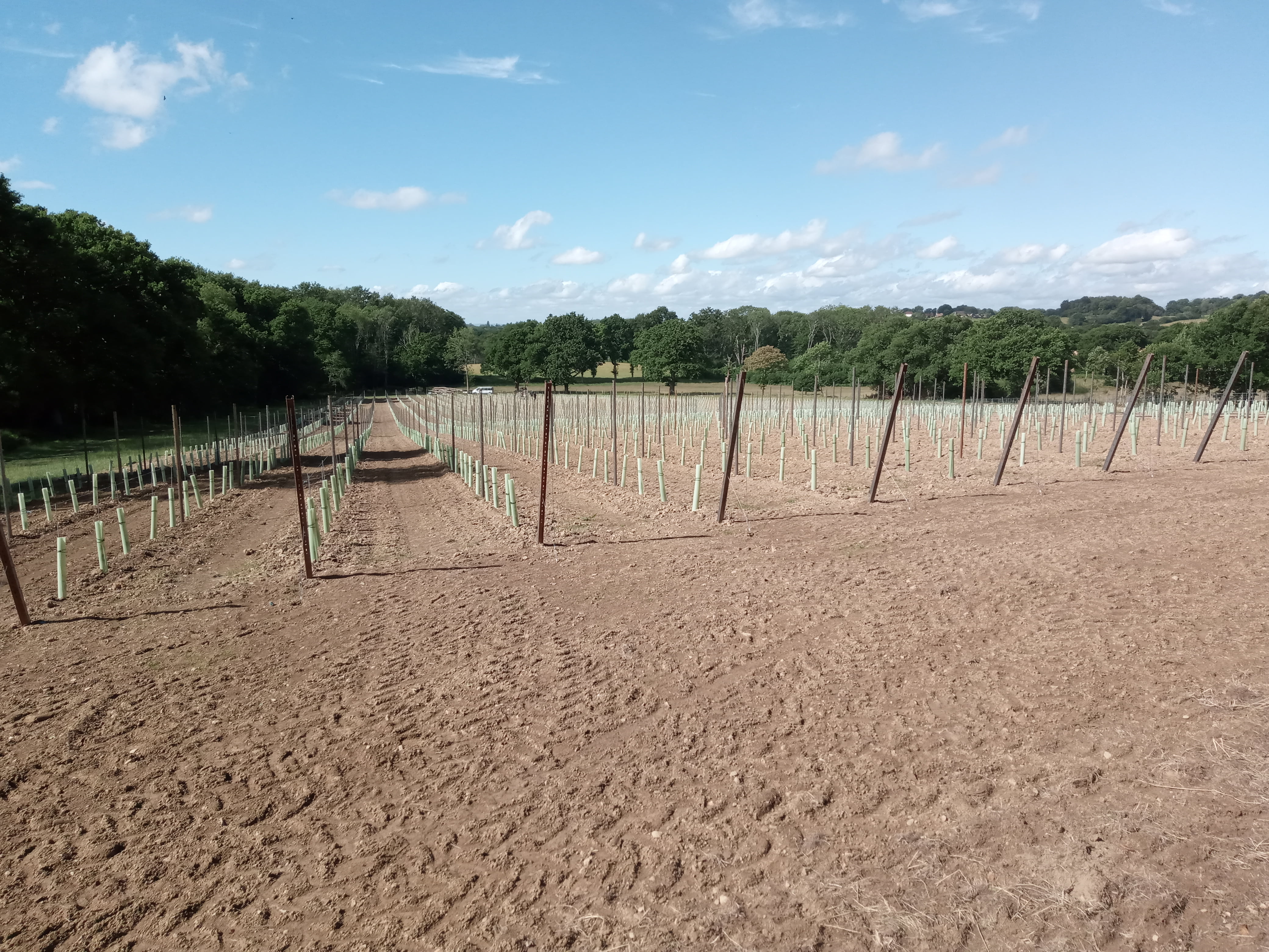 trellising Vineyard