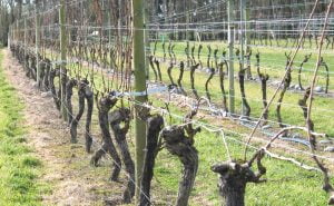 Part pruned row