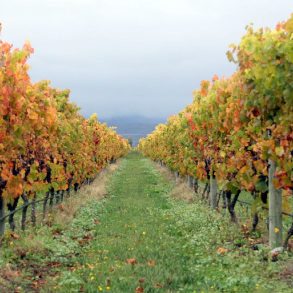 Vines down row