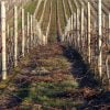 Prunings in a vine row