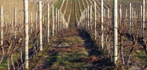 Prunings in a vine row