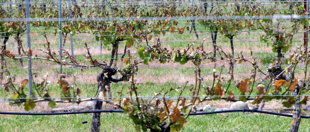 Frosted Vines Across Rows