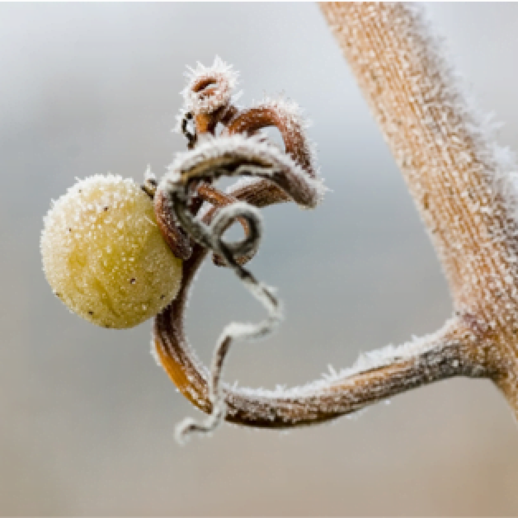 Frost bud