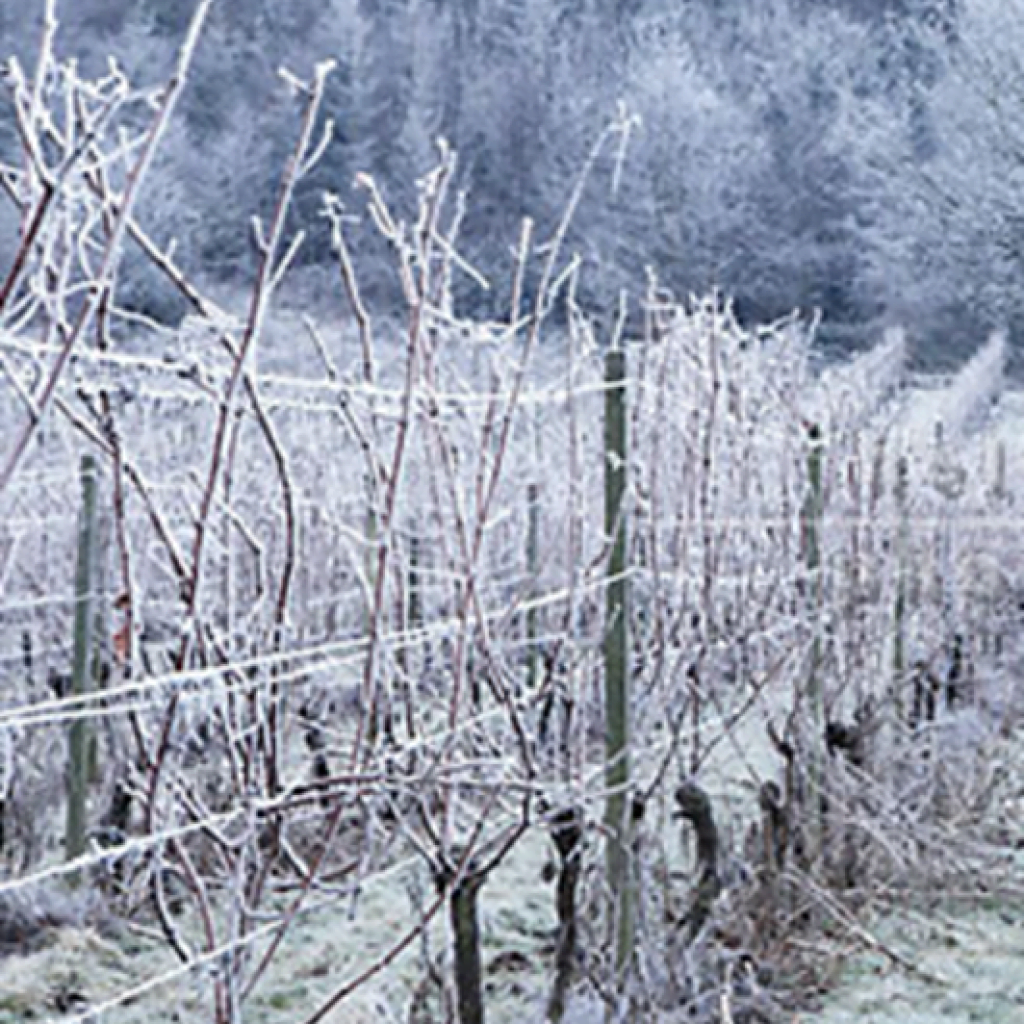 Vine row frost