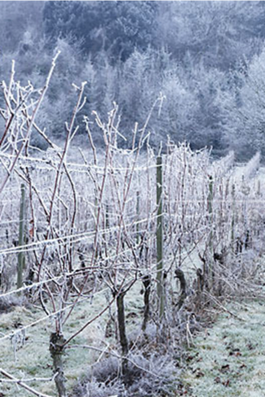 Vine row frost