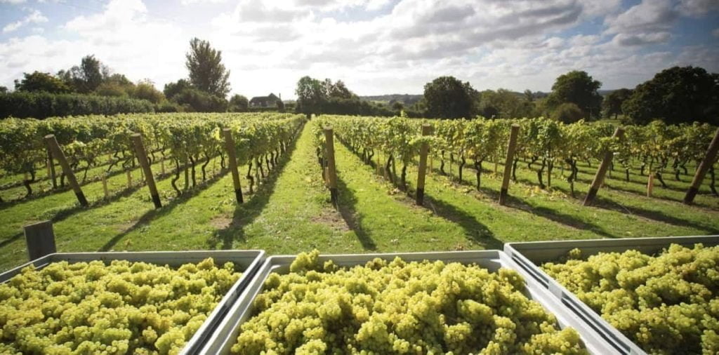 Workshop:  Harvest preparations in the vineyard (Somerset)