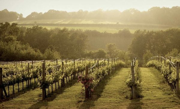 Vinescapes Payment