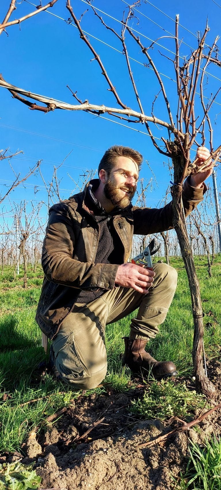Winter pruning vine