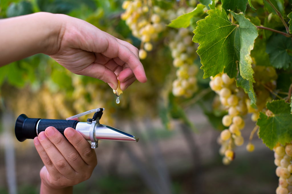 Refractometer grape sugar levels