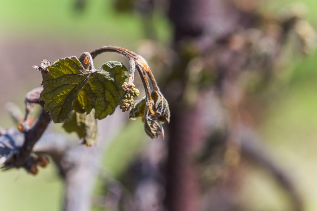 Frost damaged vine