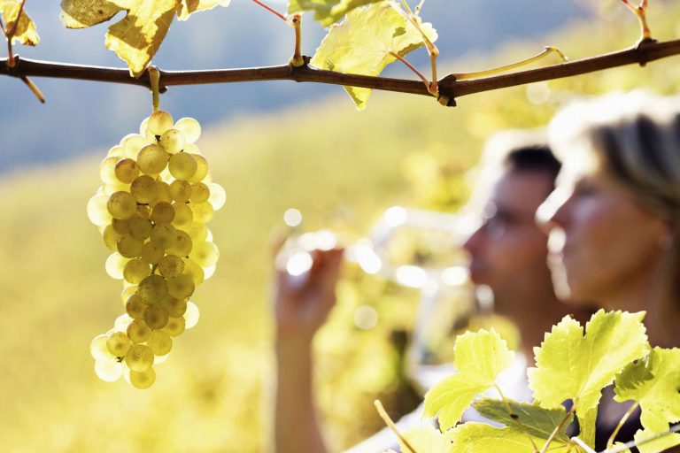 vineyard grapes wine