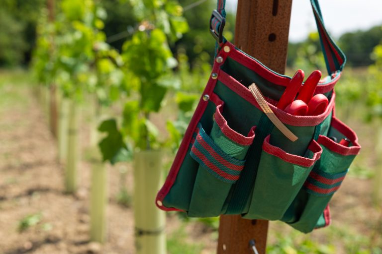 vineyard management secateurs vines