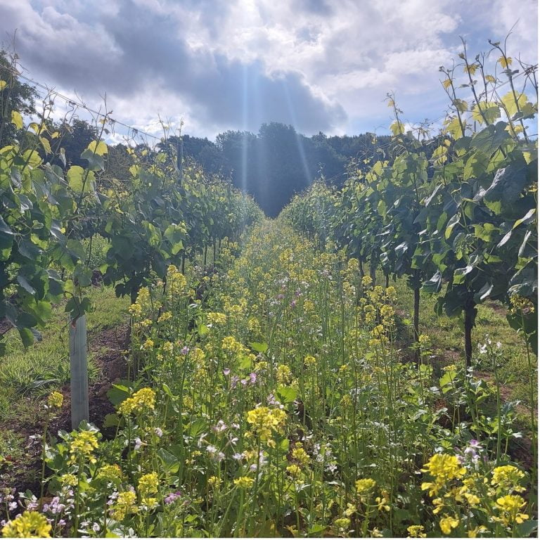 Brassica mix cover crop