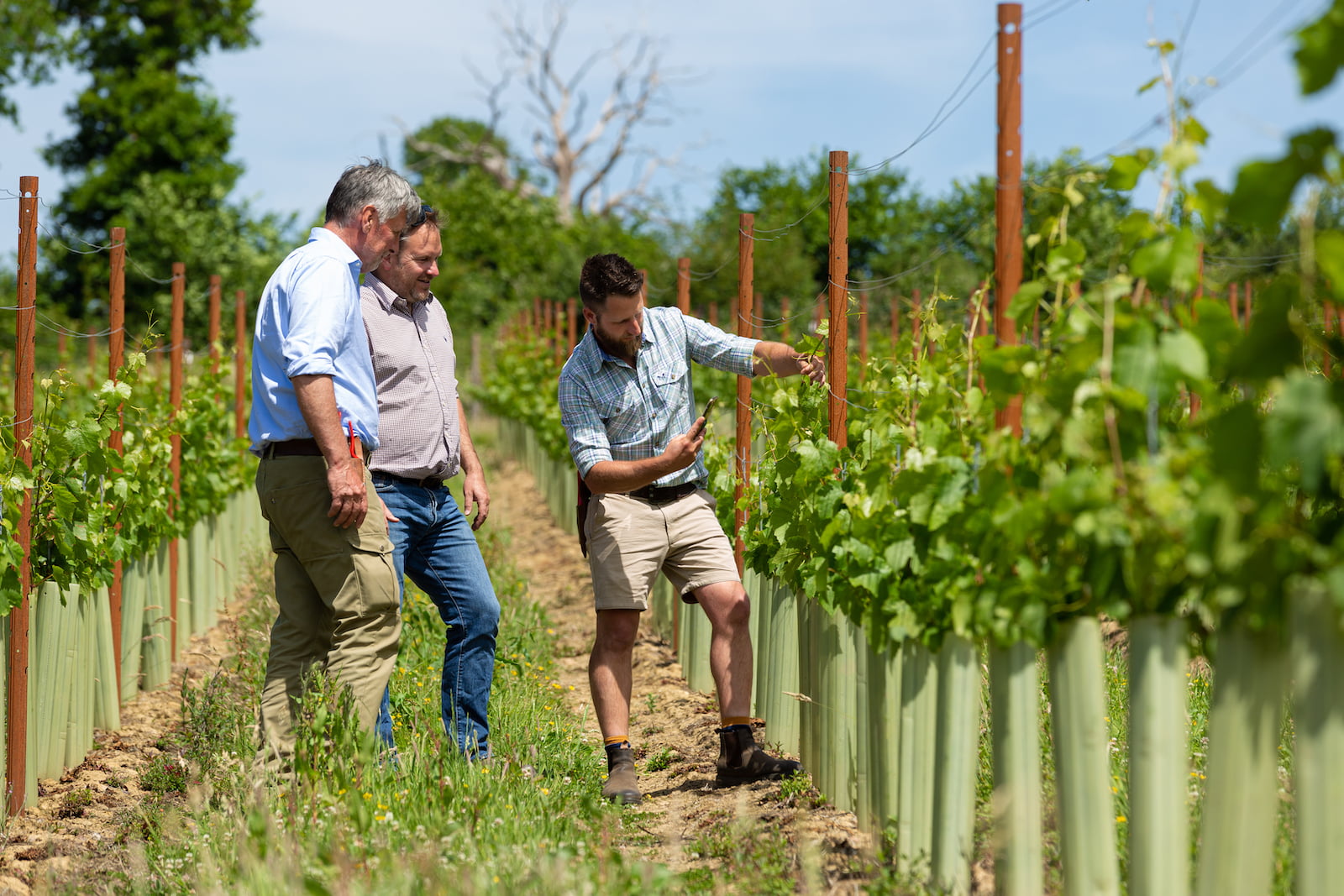 Vineyard management using data