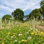 Sustainable viticulture