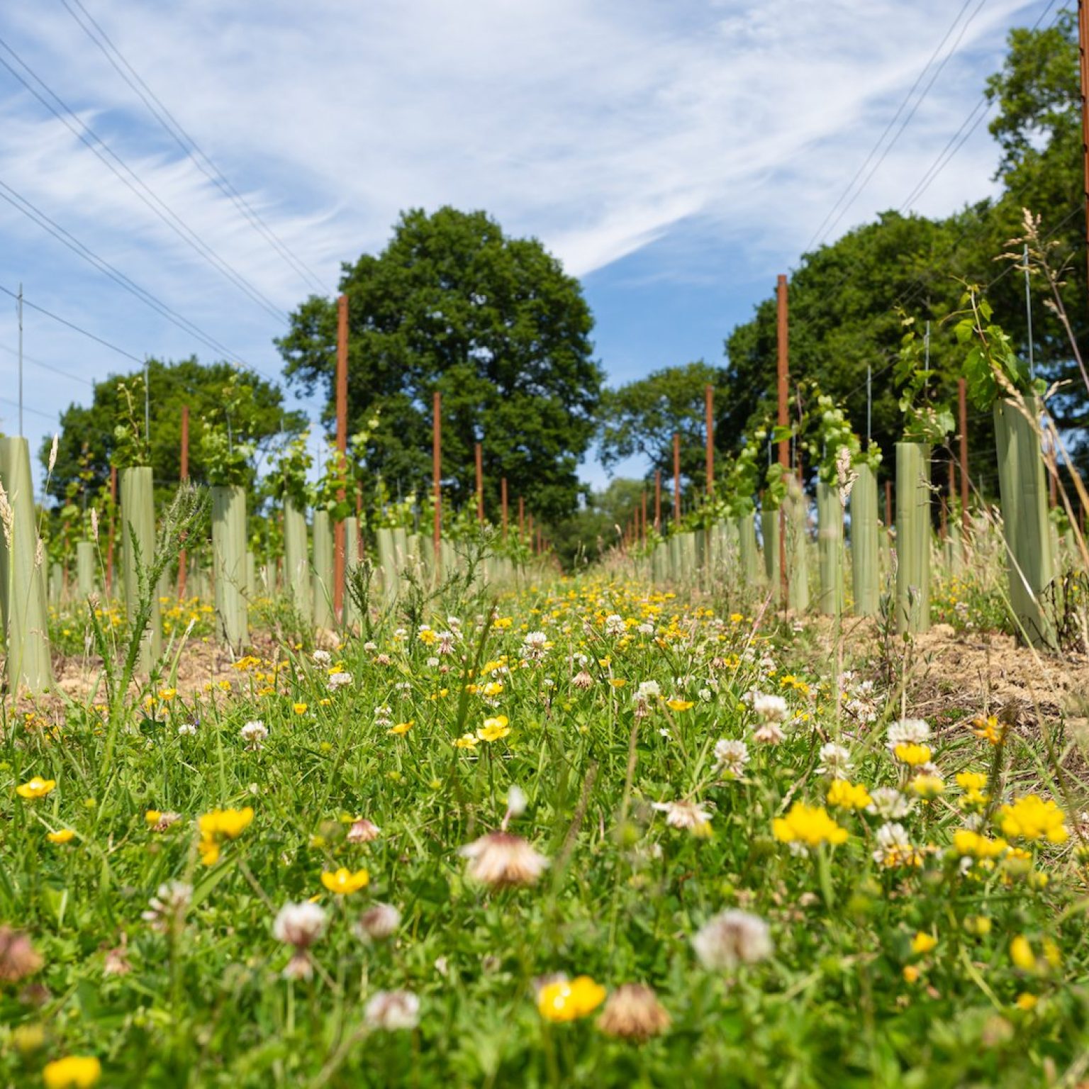 Sustainable viticulture