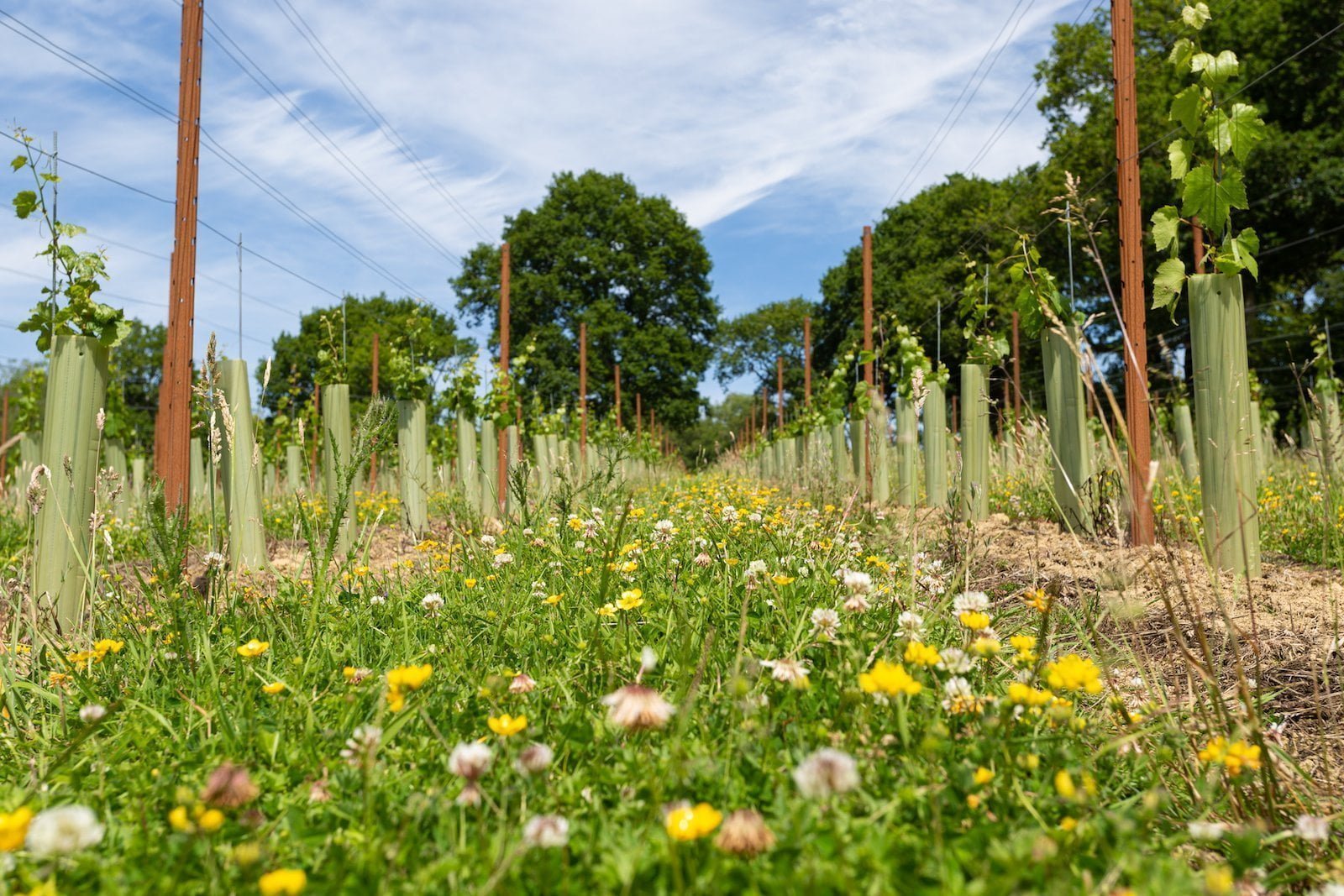 Sustainable viticulture