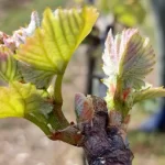 Vineyard bud burst