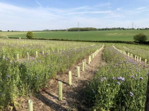 Regenerative viticulture Penn Croft