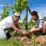 Vineyard soil training