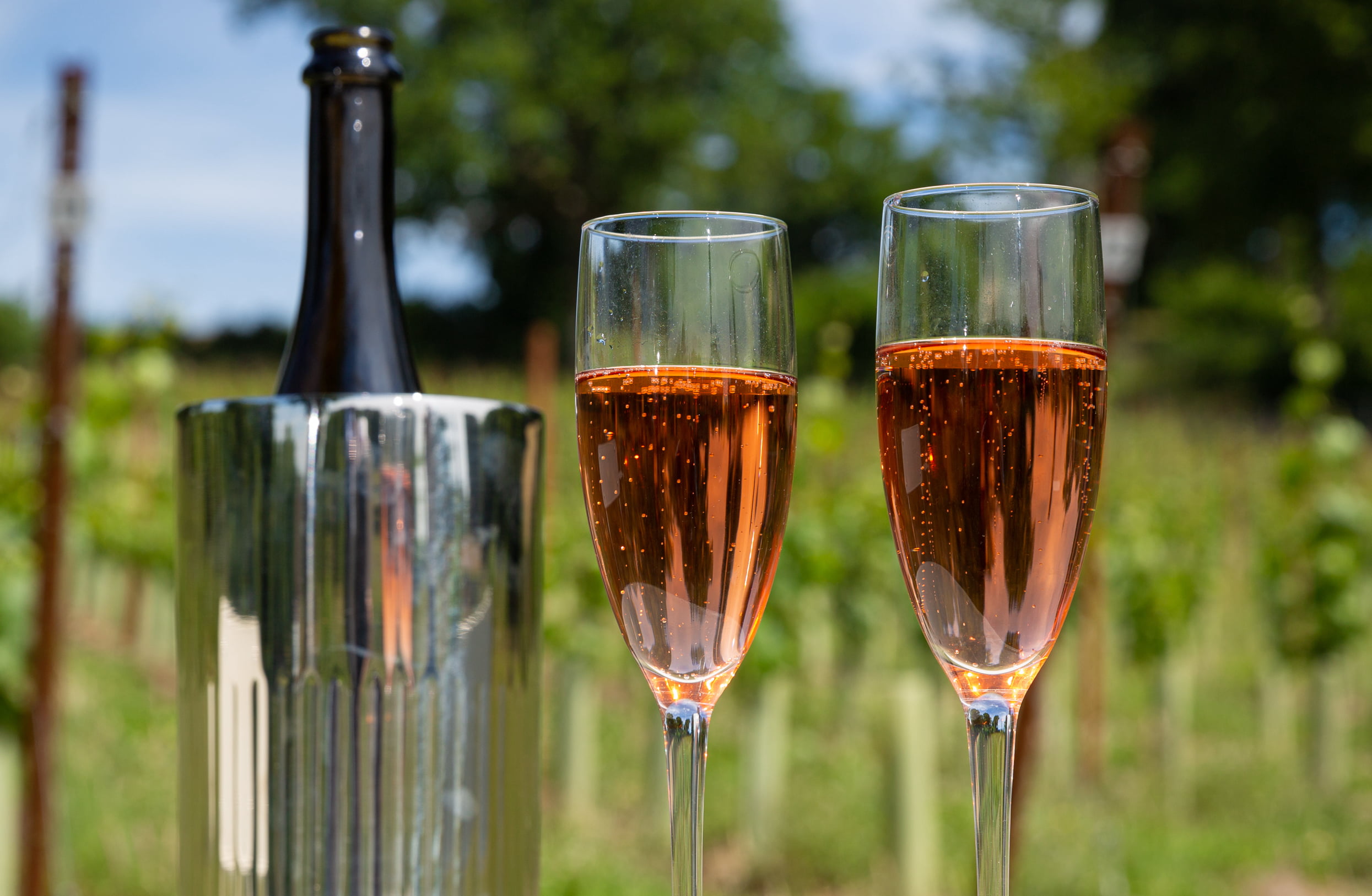 Sparkling wine in vineyard