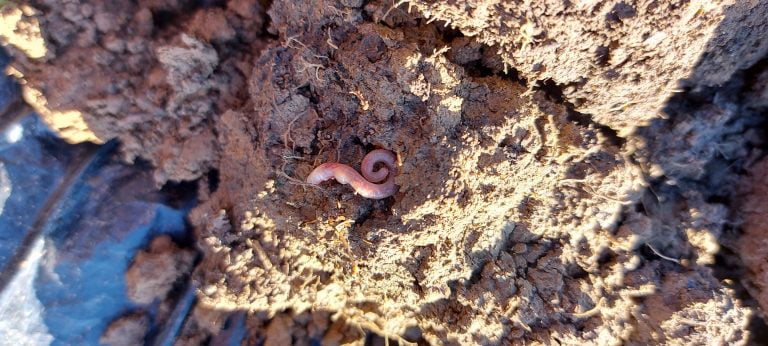 Soil with worm