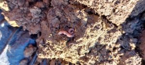 Soil with worm