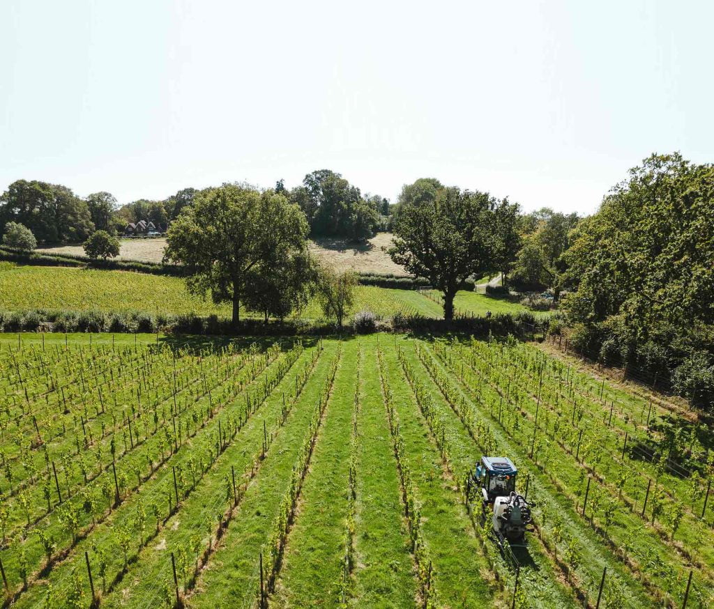 vineyard position