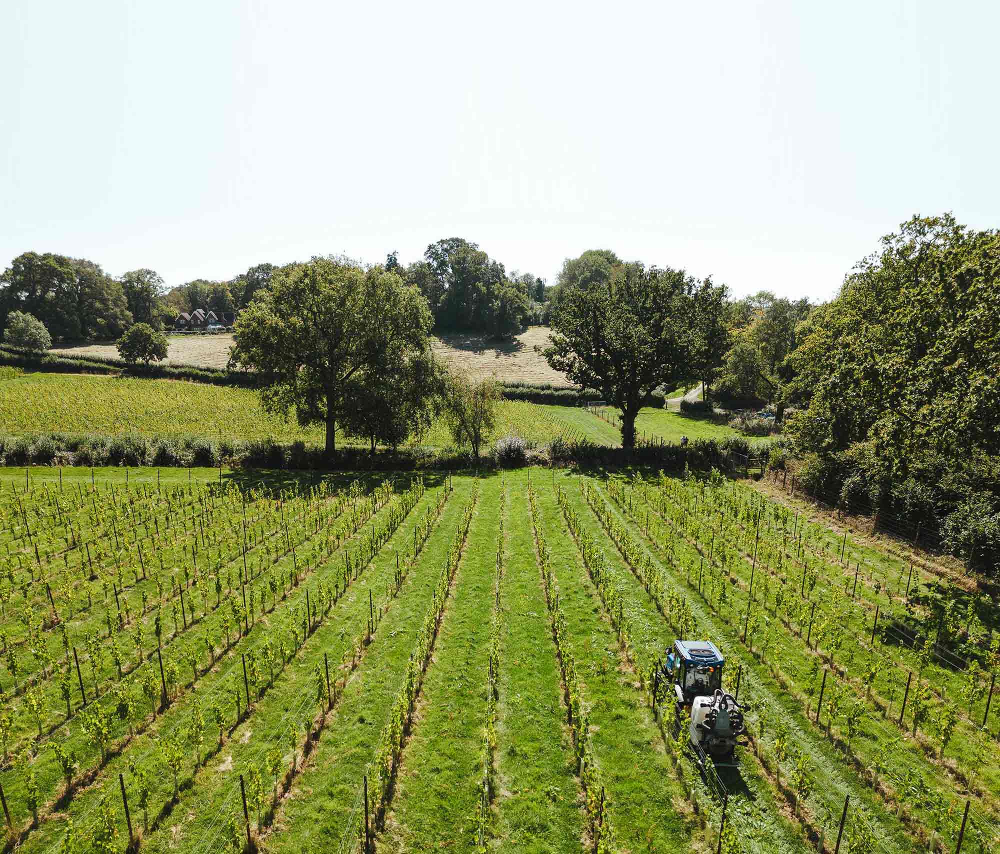 vineyard position