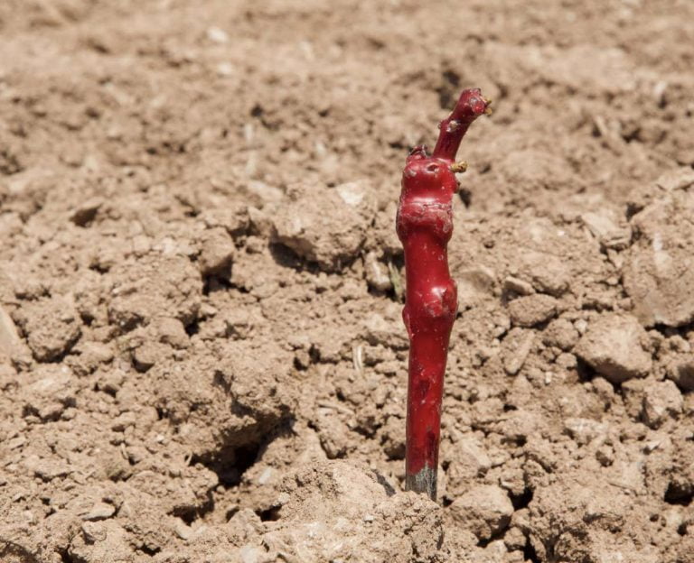 Planting