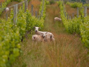 regenerative soils