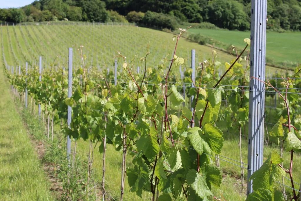Crop production grape growing