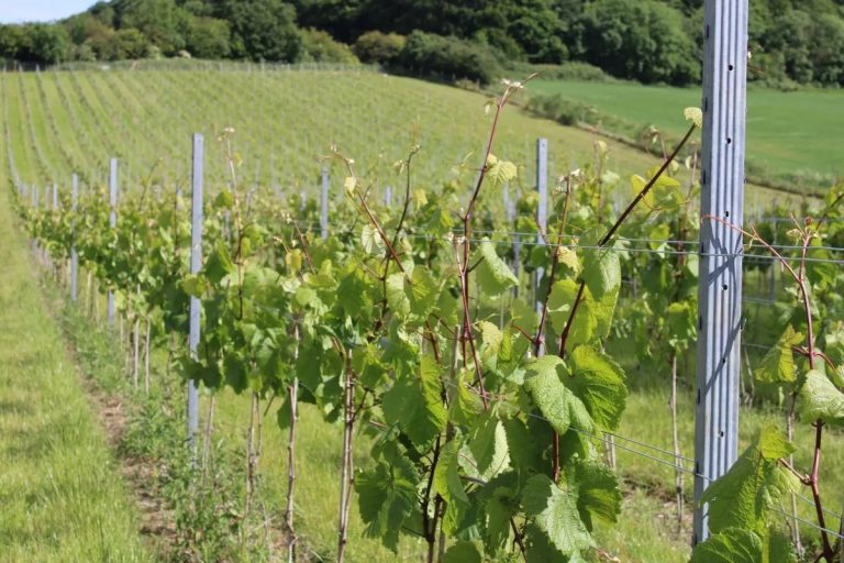 Crop production grape growing