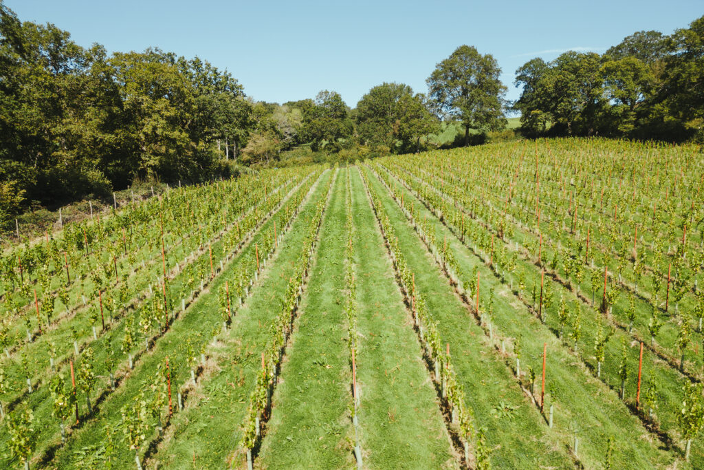 Learn more about cover crops