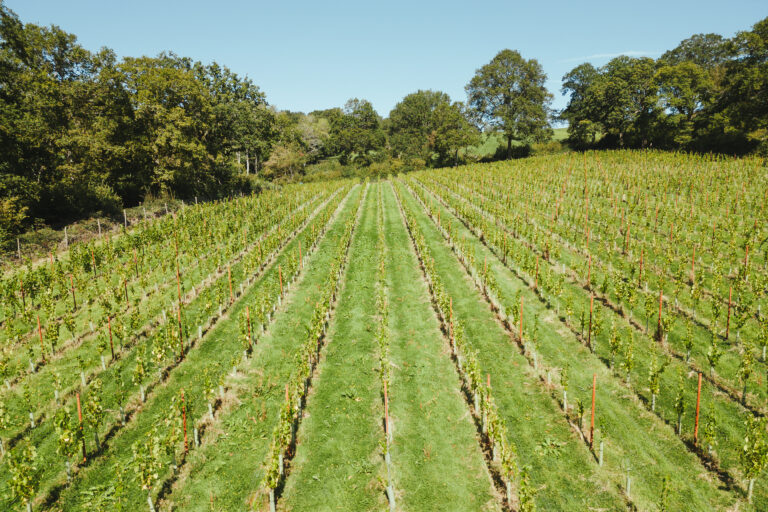 Learn more about cover crops