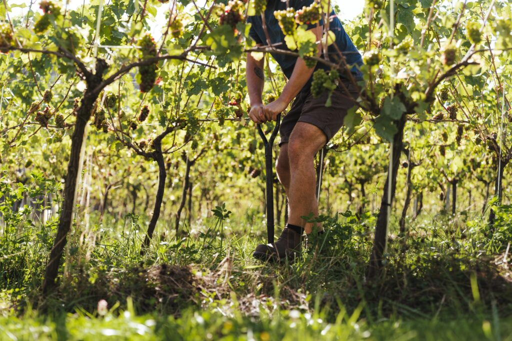 Regenerative viticulture
