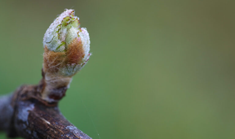 Bud burst
