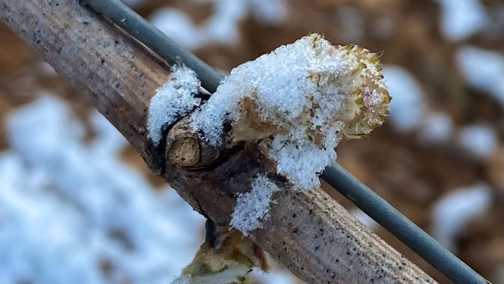 frost factors