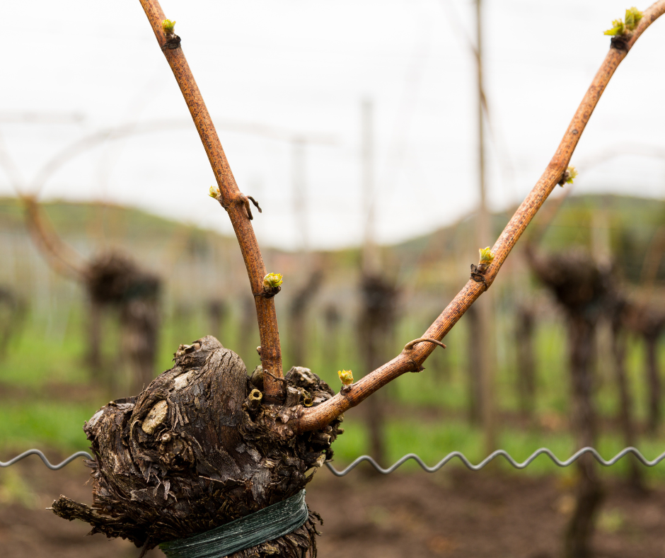 Pruning for Performance: South-West England 2026