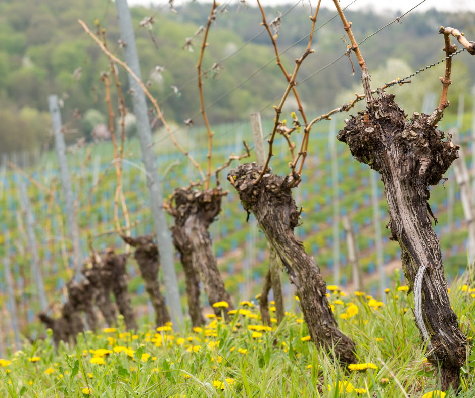 Pruning for Performance: South-East England, 2026