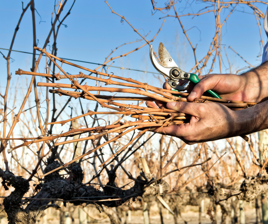 Introduction to Pruning, Hampshire, 11 December 2025