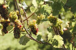 Strategic Winegrowing