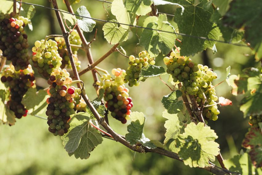 Productivity and Performance: Strategic Winegrowing, Bristol