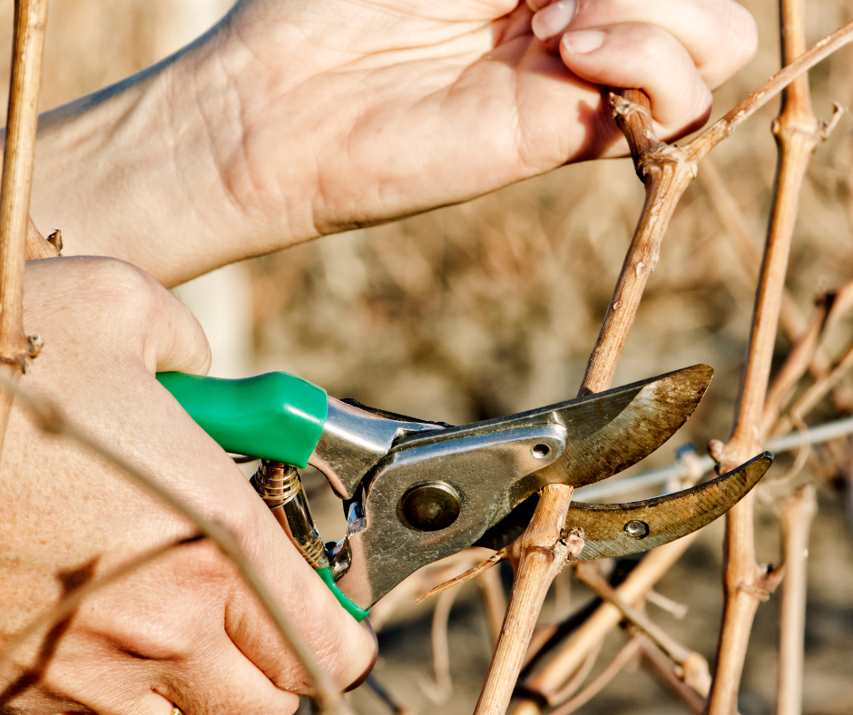 Introduction to Pruning, Essex, 16 December 2025