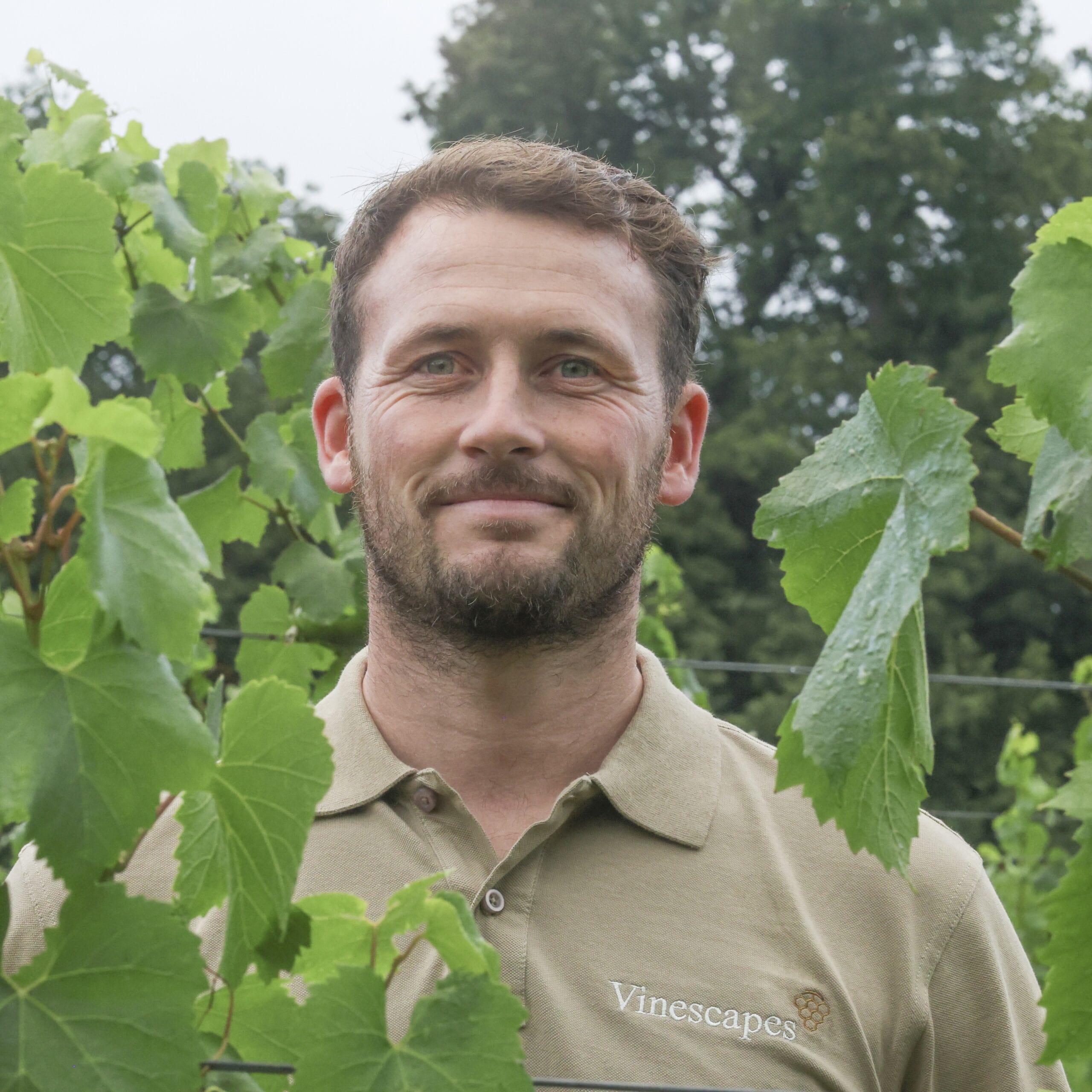 Charlie Vinescapes