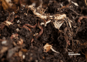 earthworms