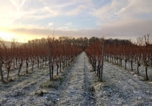 cold and rain vineyard