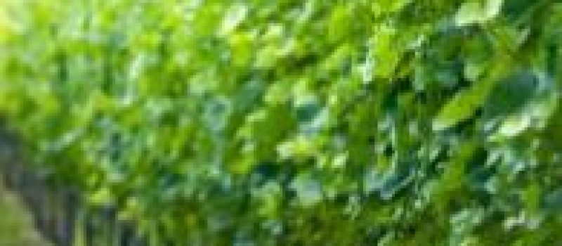vines vines
